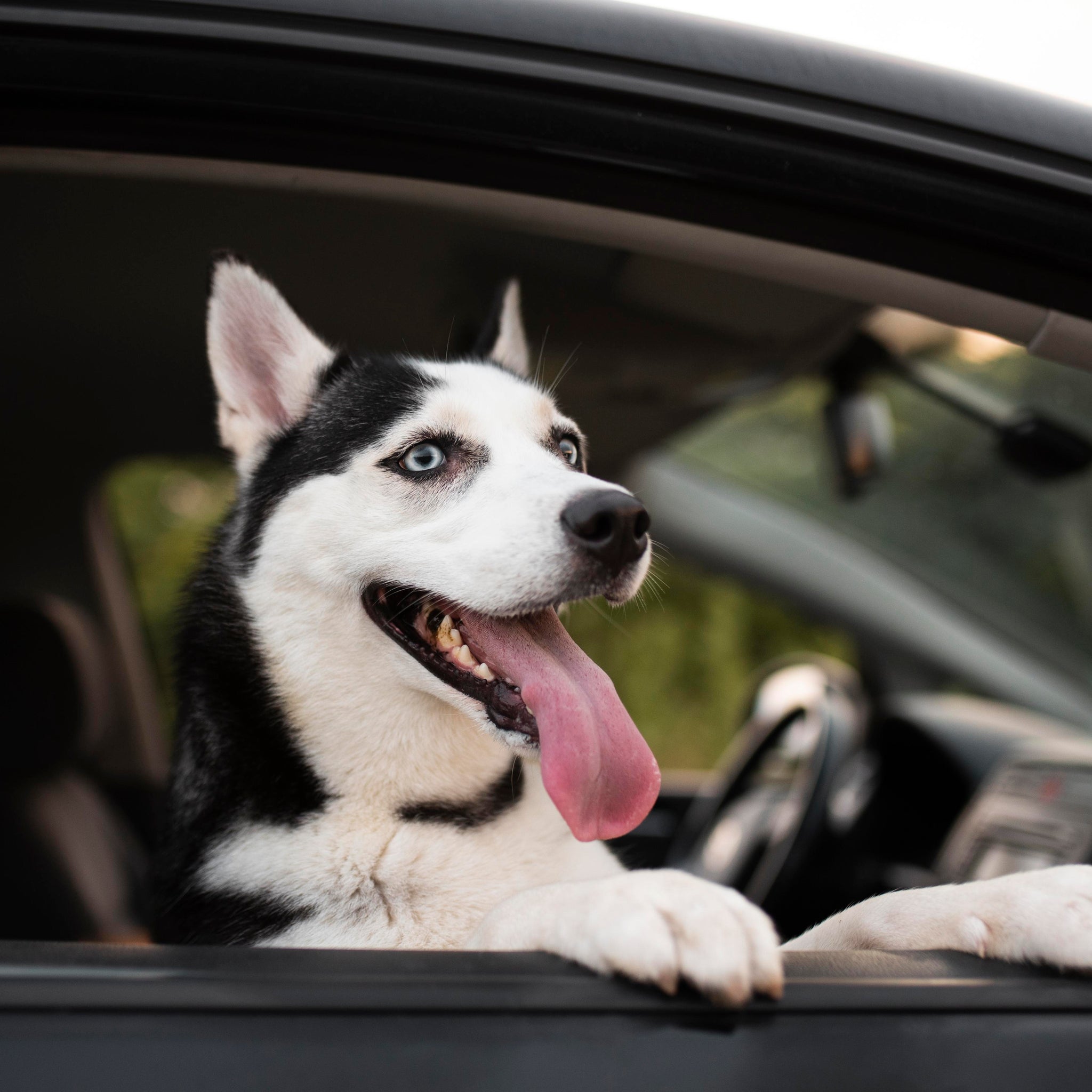 Ensuring Safe Travel for Your Furry Friend: A Guide to Pet Car Safety Preparation