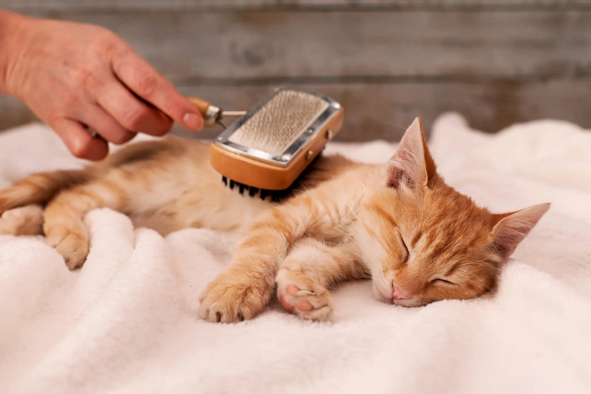 Professional Cat Grooming At Home: A Guide to Keeping Your Feline Friend Looking Their Best