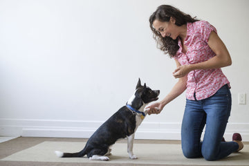 Mastering the Art of Dog Training: Essential DIY Tips for a Well-Behaved Furry Companion